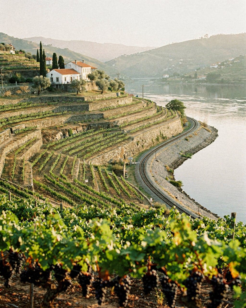 Terraced vineyards curving around a bend of the Douro near Pinhão in late-afternoon light, with the railway beside the river