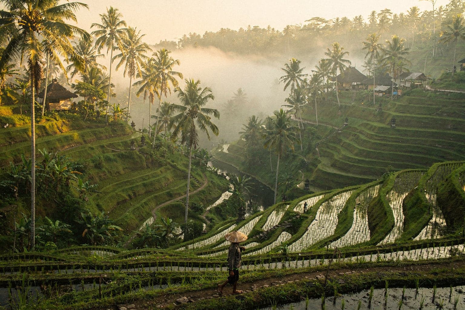 Terraced rice paddies at Tegallalang near Ubud in early-morning mist