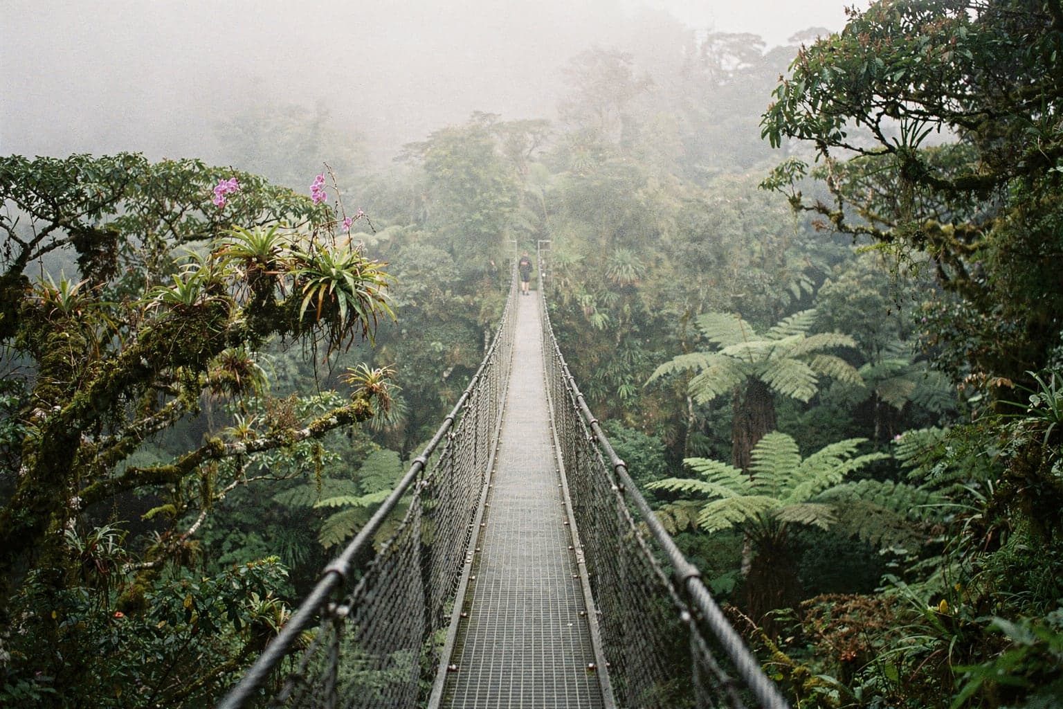 A steel suspension bridge crossing the Monteverde cloud forest canopy in drifting mist, with mossy branches and tree ferns on either side