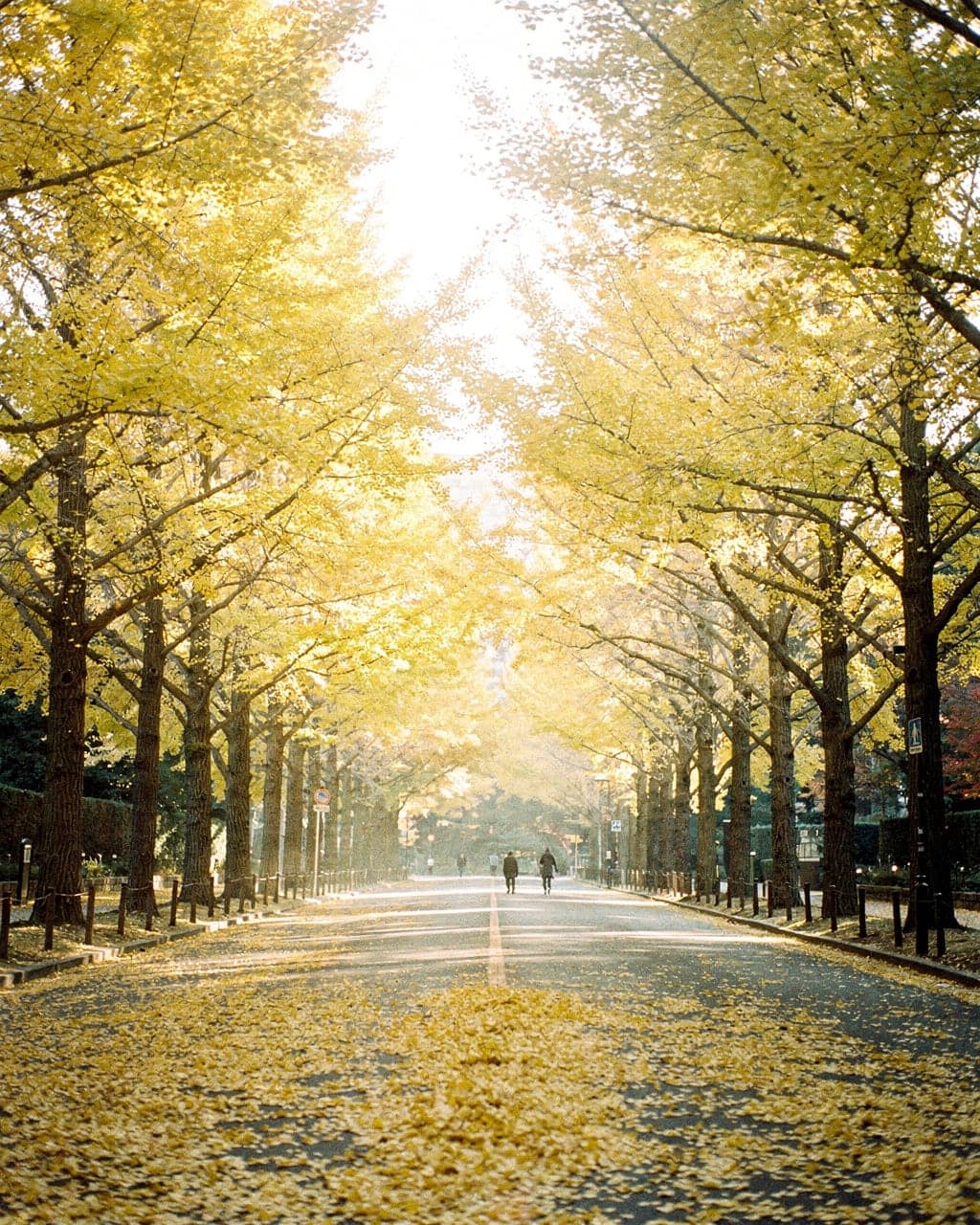 Rows of golden ginkgo trees arching over the Icho Namiki avenue in Jingu Gaien, fallen leaves covering the pavement